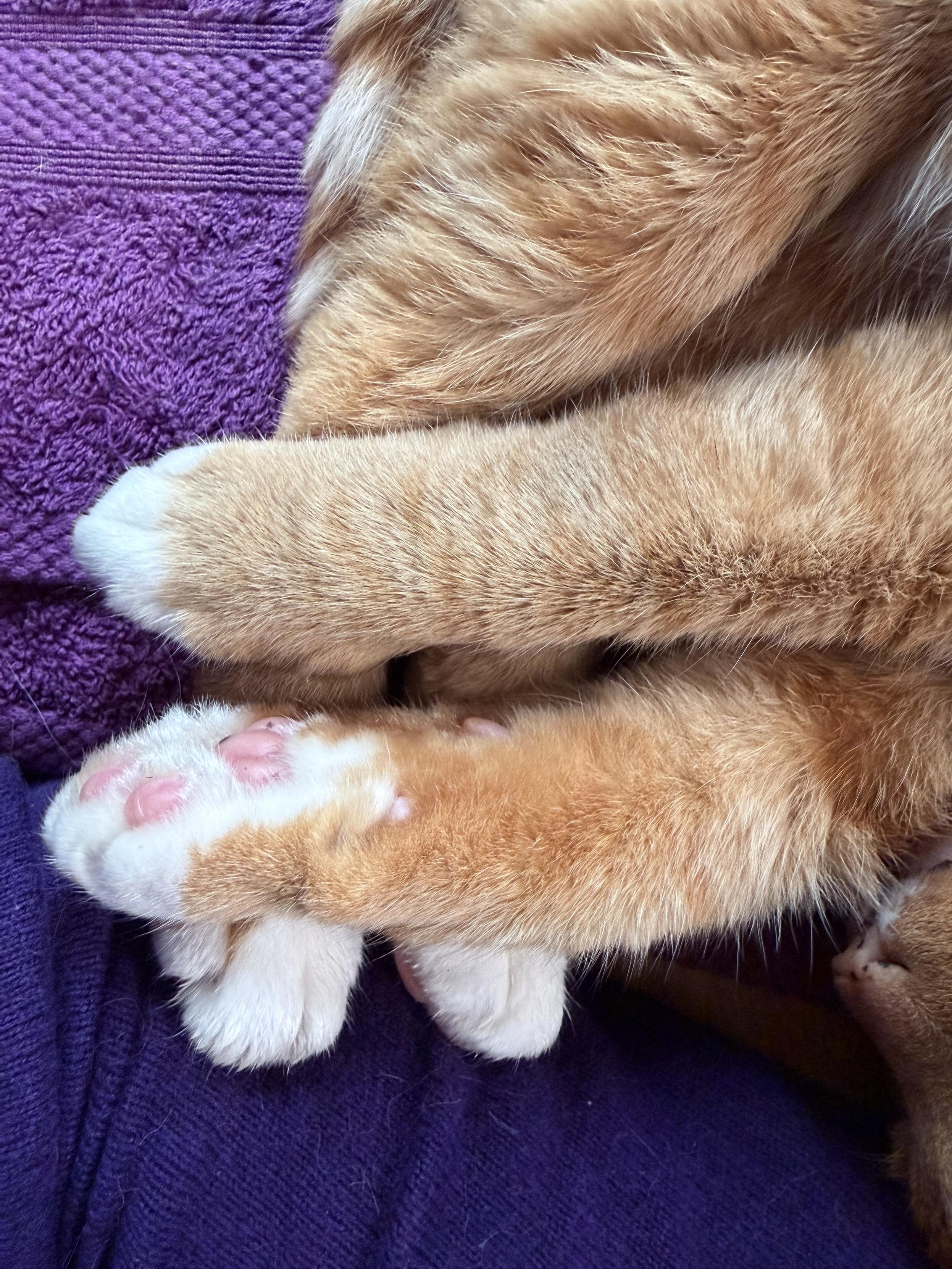 Four ginger cat paws with white socks. The back two are parallel and vertical with the front two parallel and horizontal on top