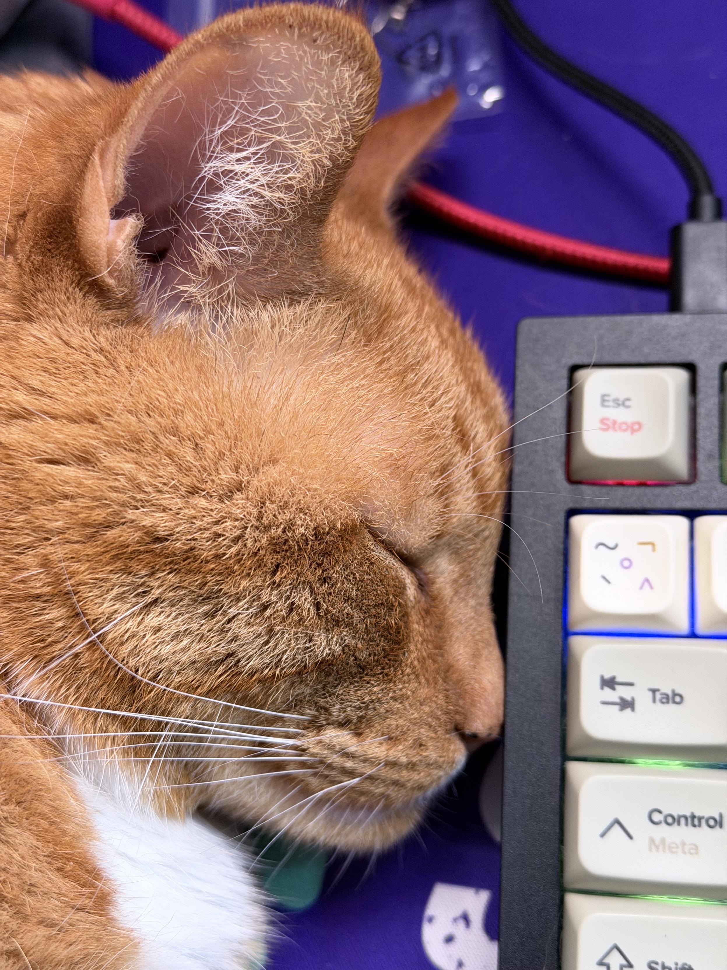 A close up of a ginger cat laying next to a computer keyboard. He’s facing it with his nose pressed up against it.